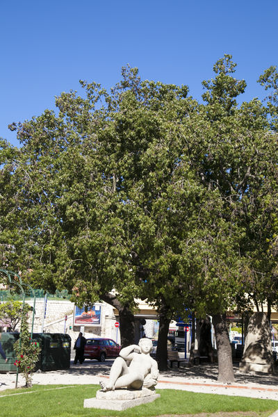 Brachychiton populneus arbre