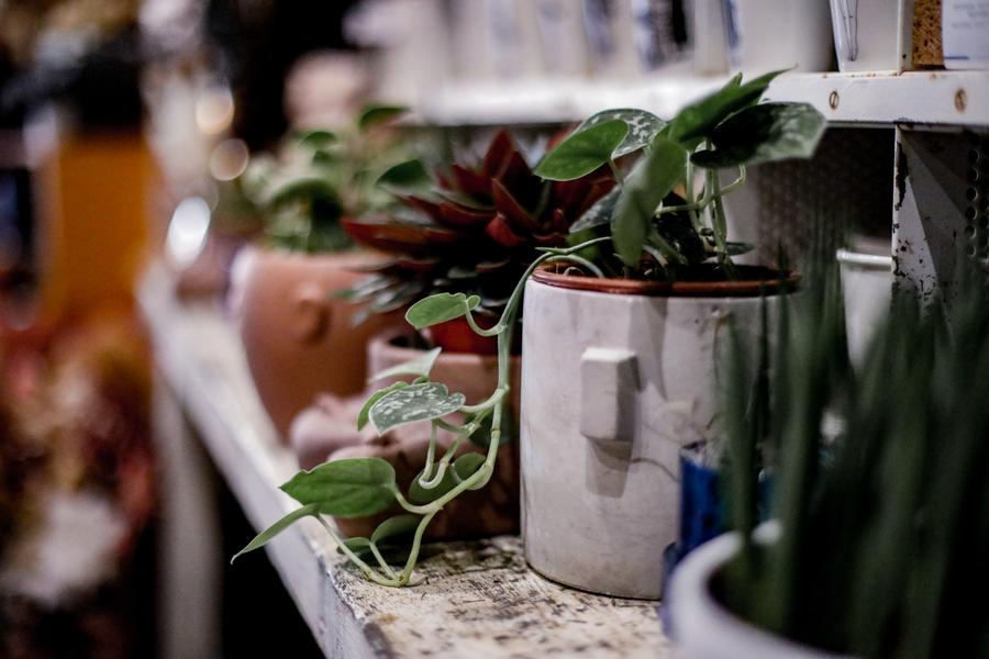 Têtes de Radis_Les Gets