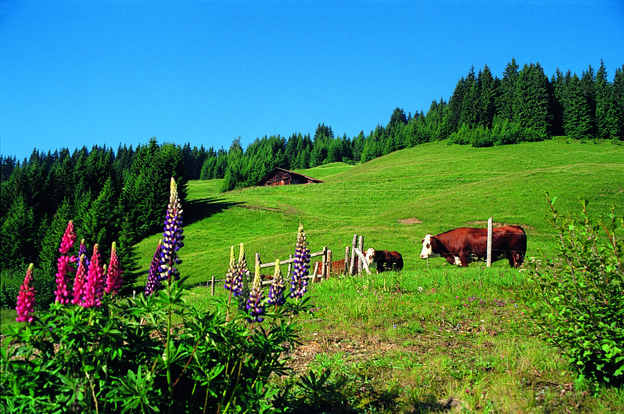 vache_montagne