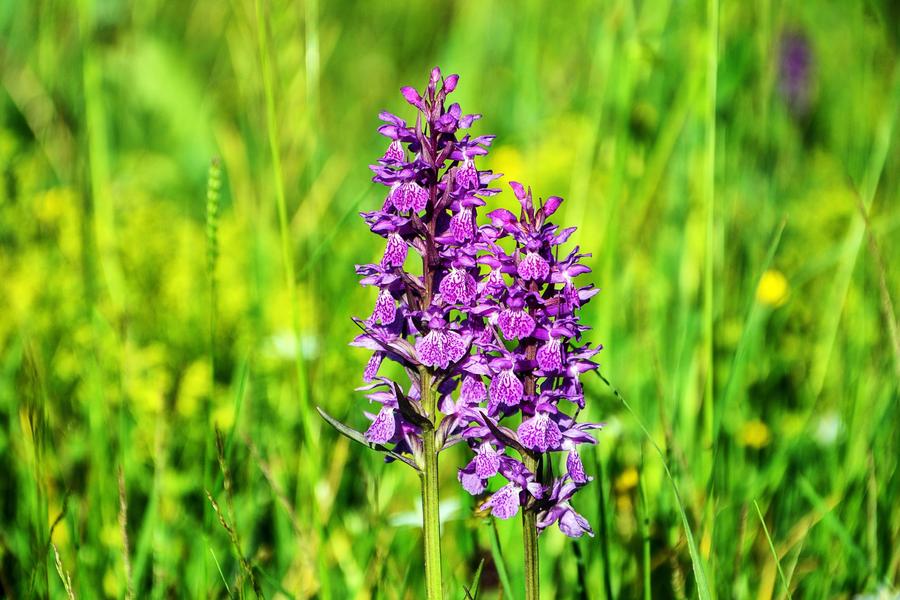 Sentier des orchidées