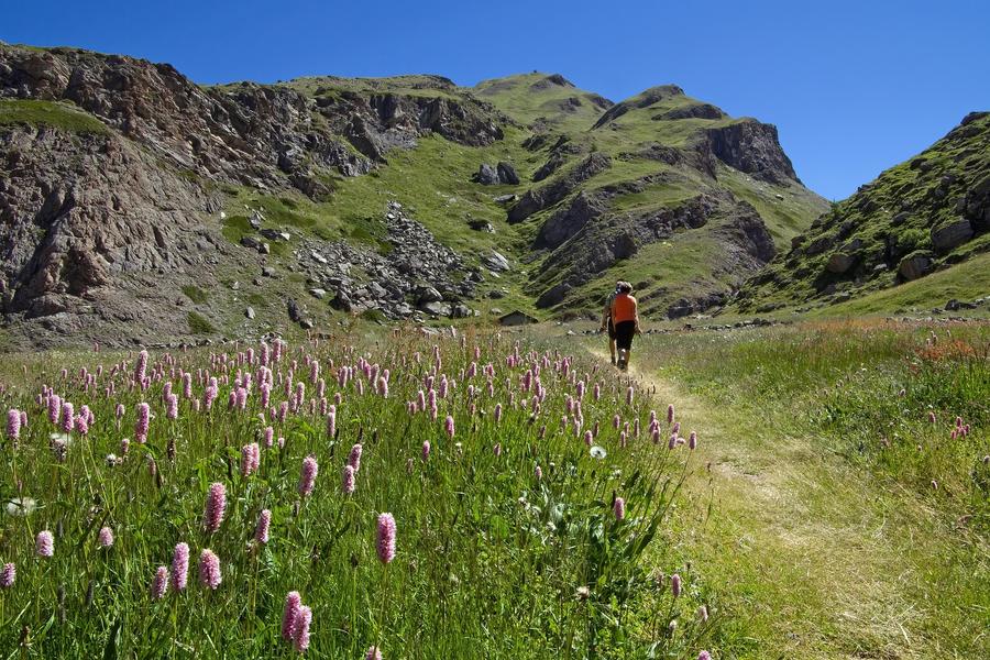 Découvrez les fleurs des Alpes avec le Bureau Montagne_Passy