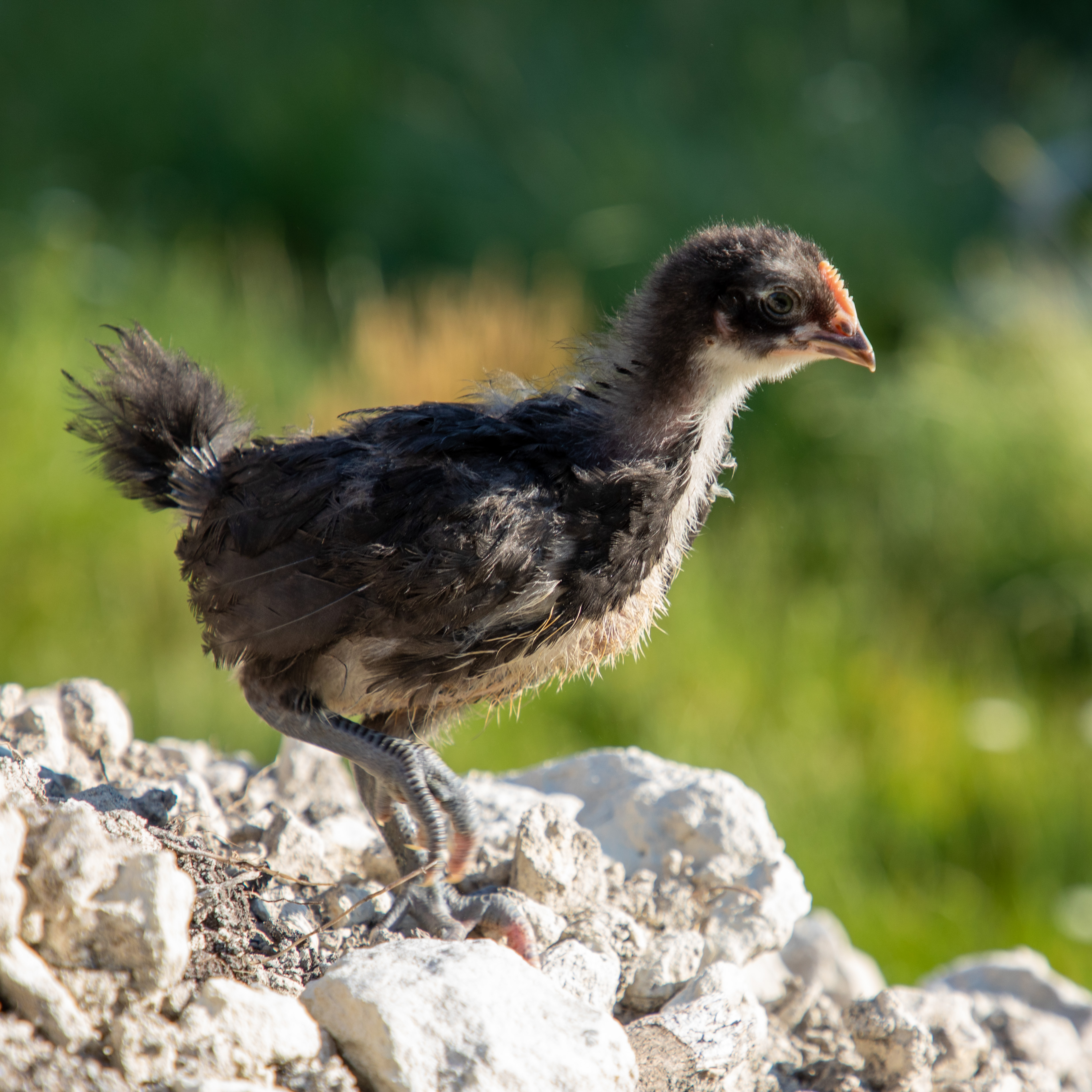 Aspoulba - Association de sauvegarde du poulet de chair de race de Barbezieux