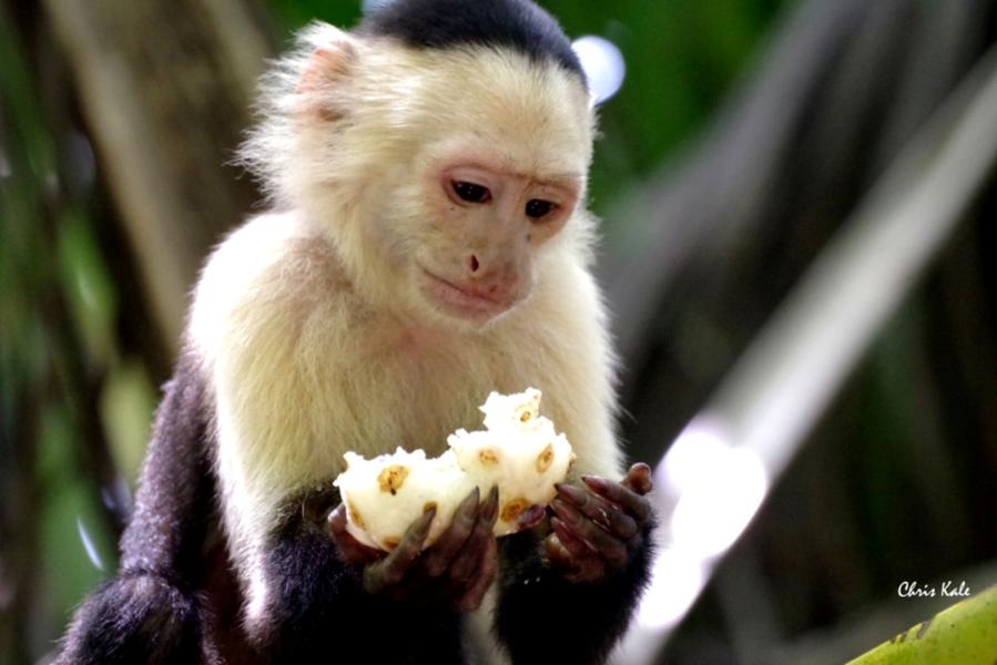 Photo singe noir et blanc