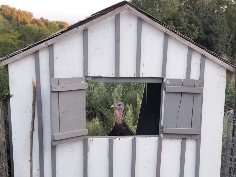 Le dindon de la Ferme du Naray