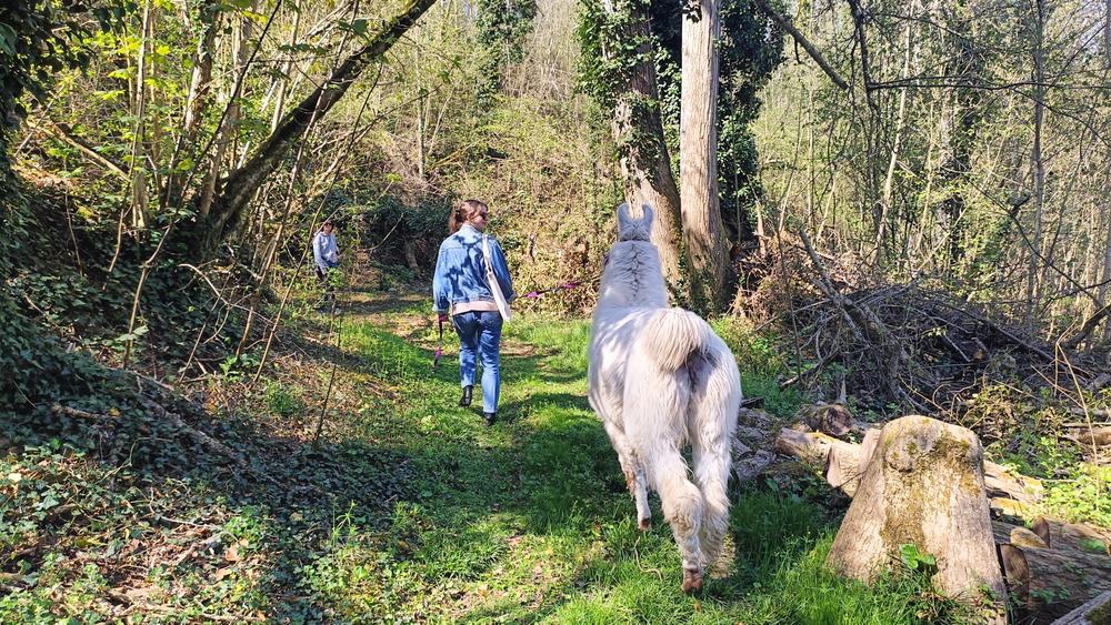 L'Éclimont et ses Lamas_Abbéville-la-Rivière