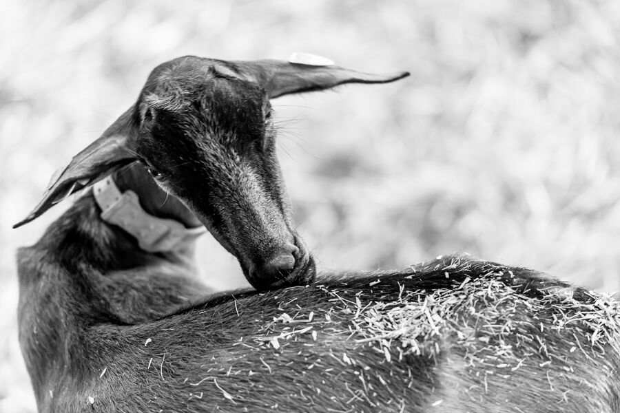 Pierre à Laya à Arâches
