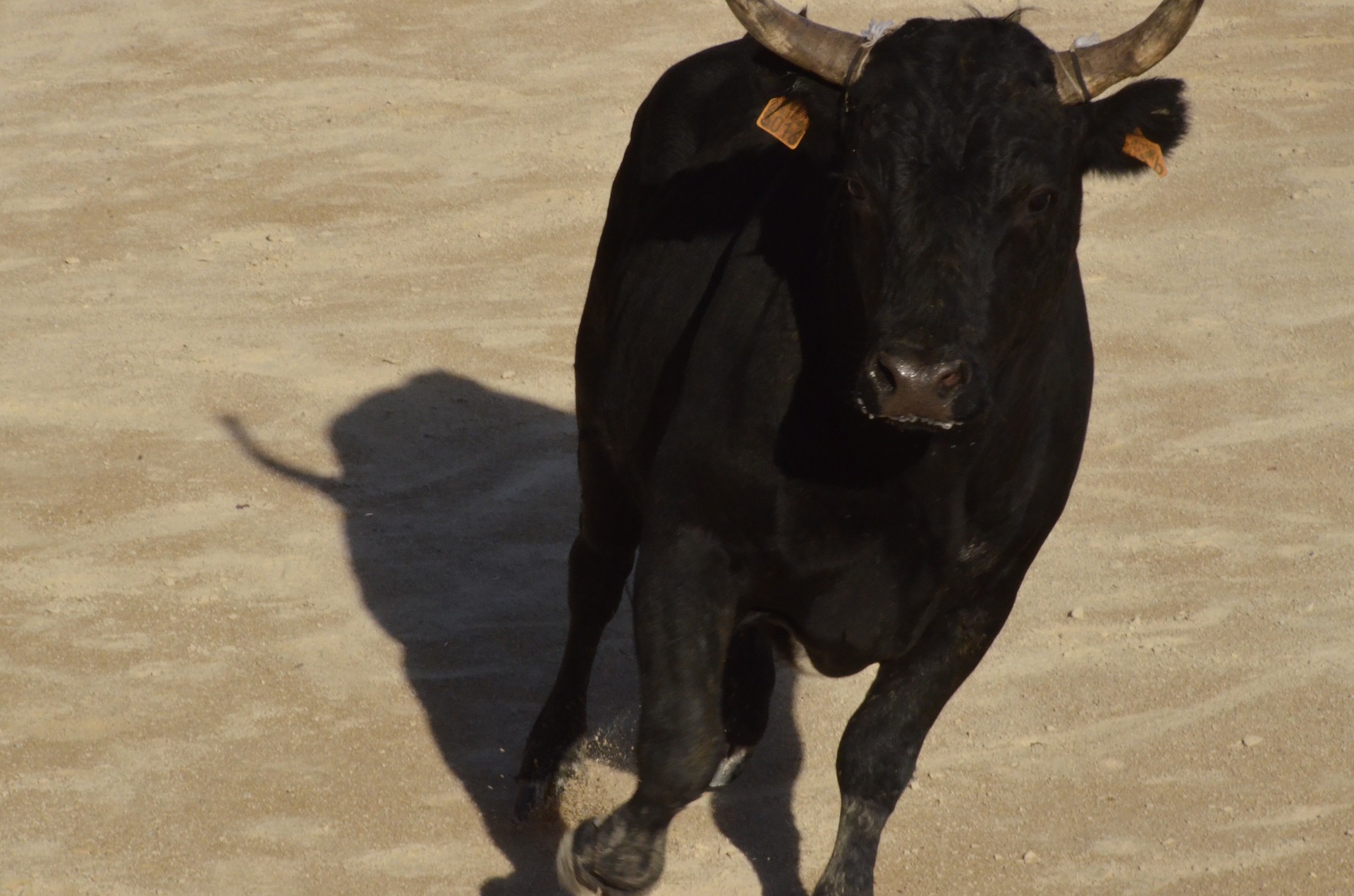 Course camarguaise - 2ème Journée du Trophée Famille Chauvet