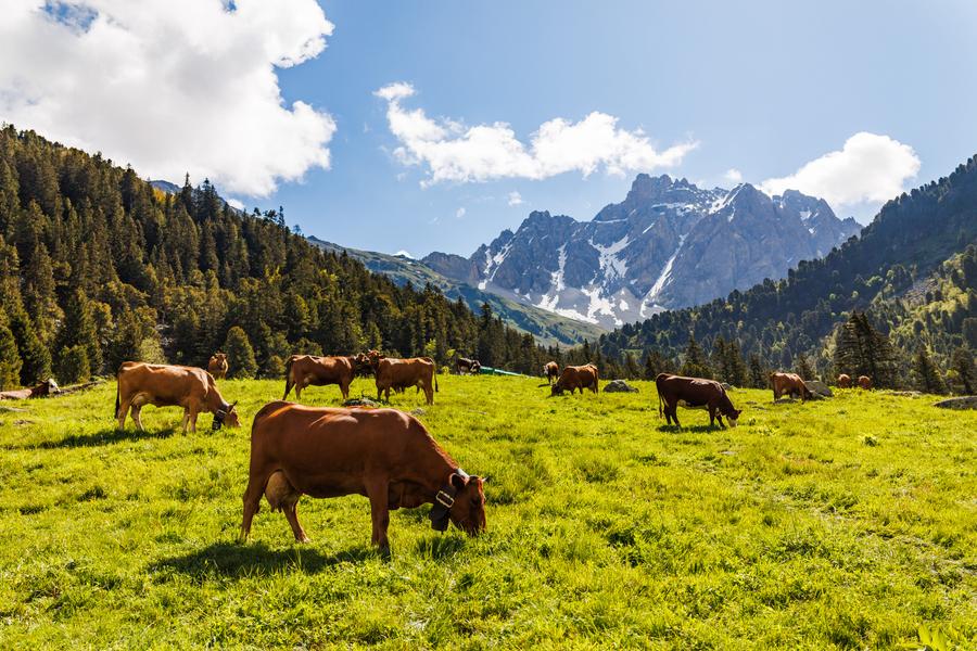 B14 - Les alpages de l'Altiport_Méribel