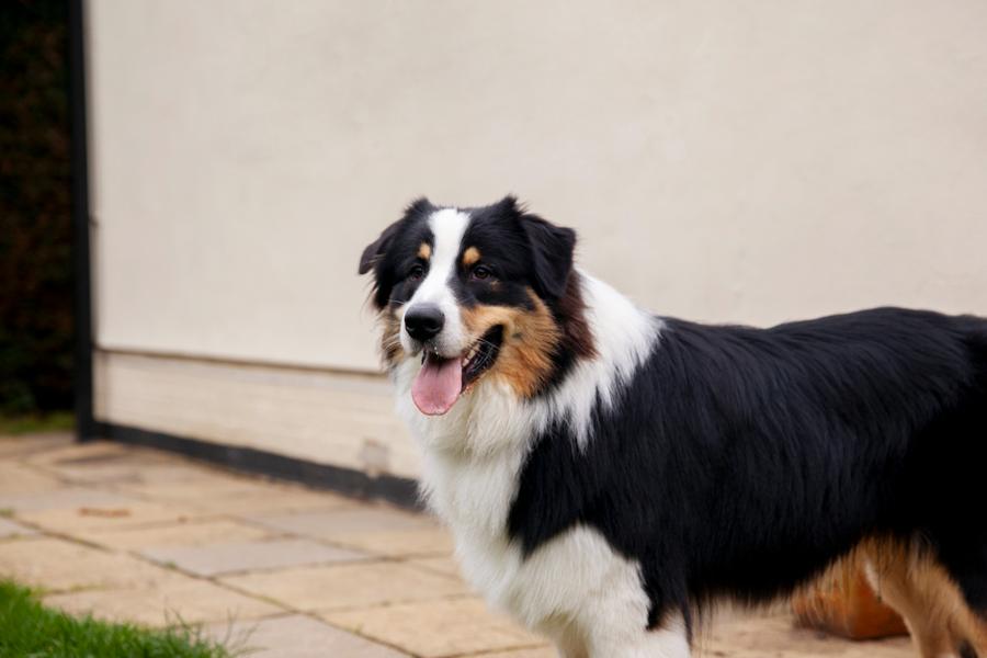 Conférence - Vendredis de la Vanaude - Les chiens de protection_Vanosc