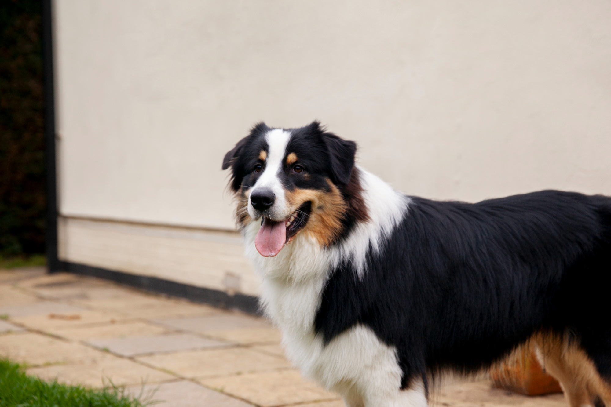 Conférence - Vendredis de la Vanaude - Les chiens de protection_Vanosc
