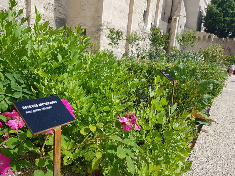 Jardins du Palais des papes