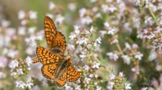 Suivis scientifiques participatifs - Papillons_Allex