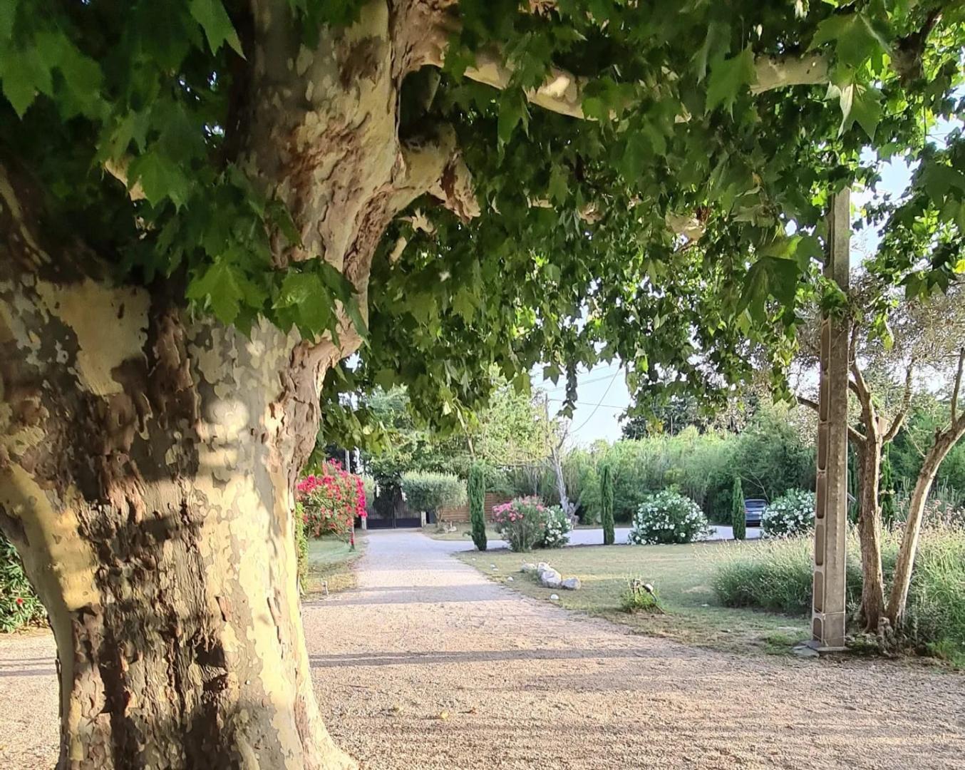 Mas Hector, Châteaurenard - photo 25