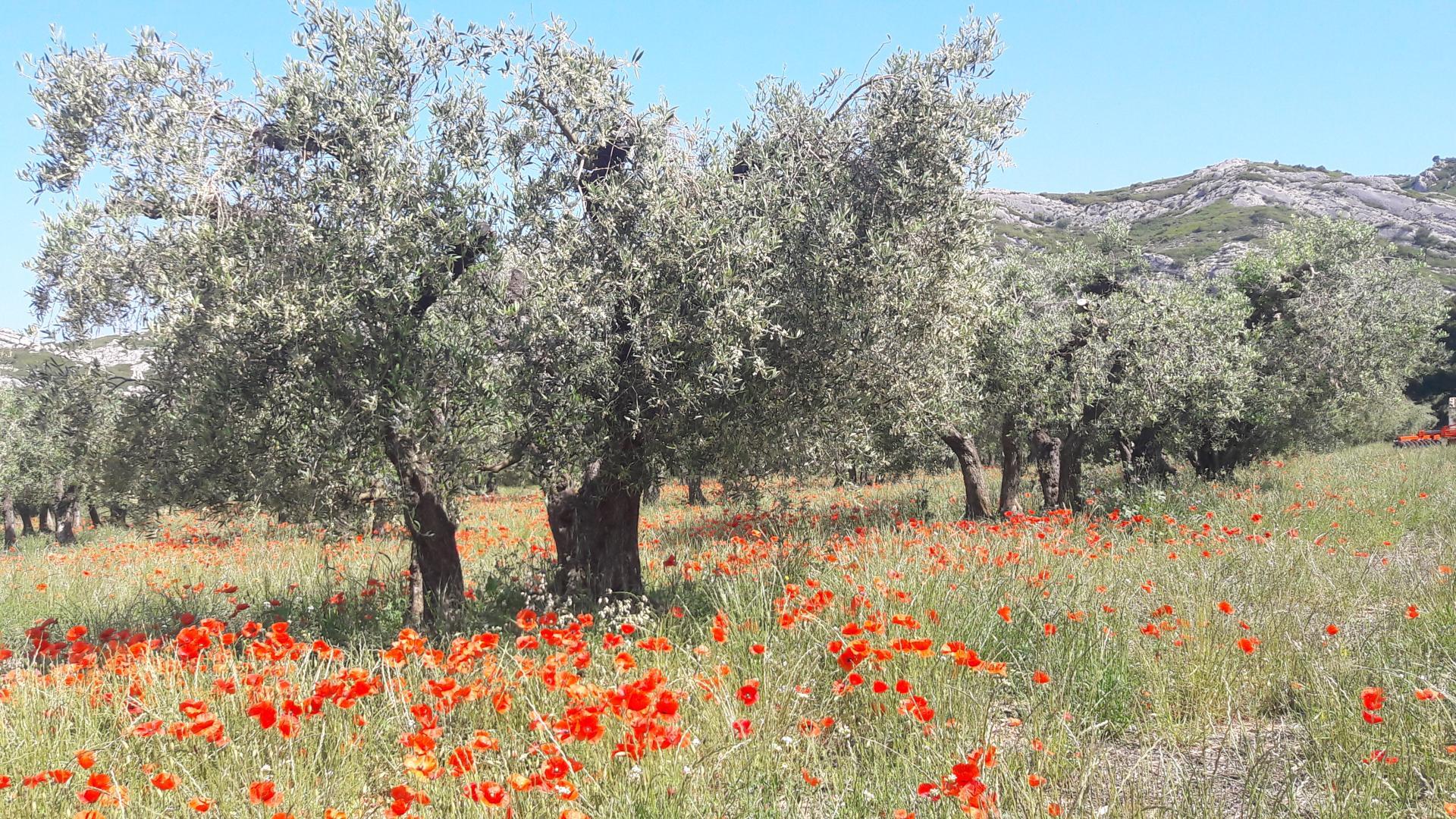 Le Mas Saint Roman - La pichoulino, Maussane-les-Alpilles - photo 34