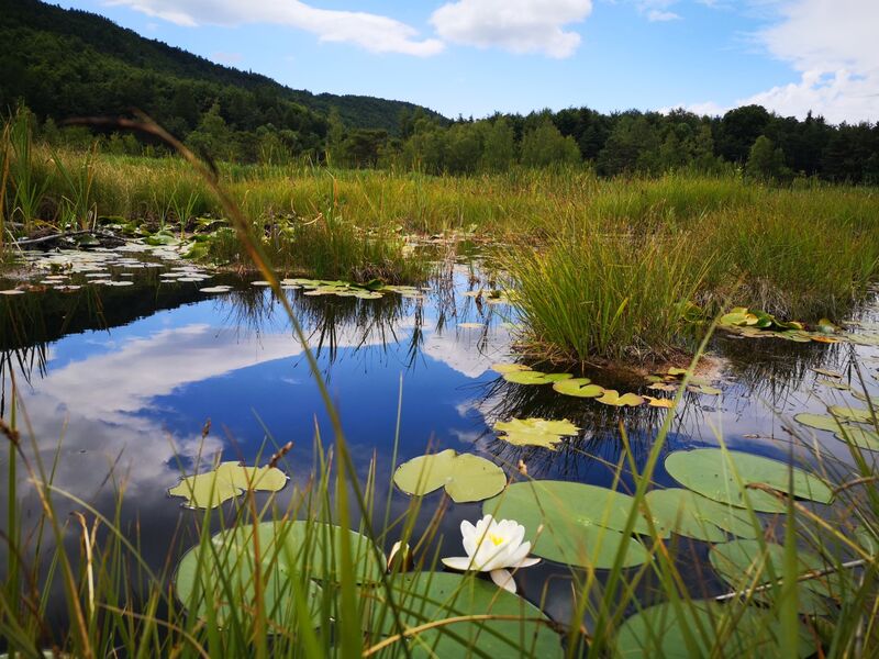 Sortie découverte du site Natura 2000 du Lac de Saint-Léger Du 10 juil au 28 août 2024
