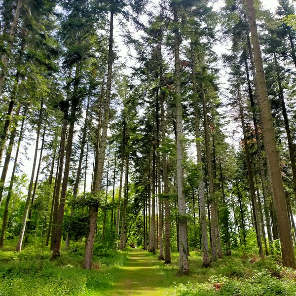 Sous le calme apparent de la forêt, la vie foisonne à la Comté !