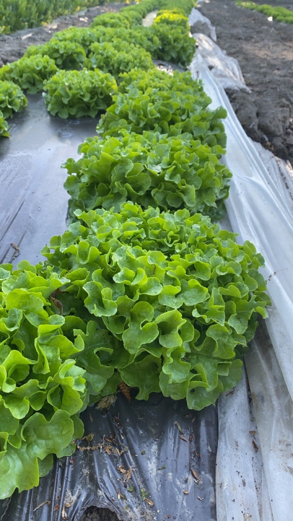 Le Potager Nature — photo 3