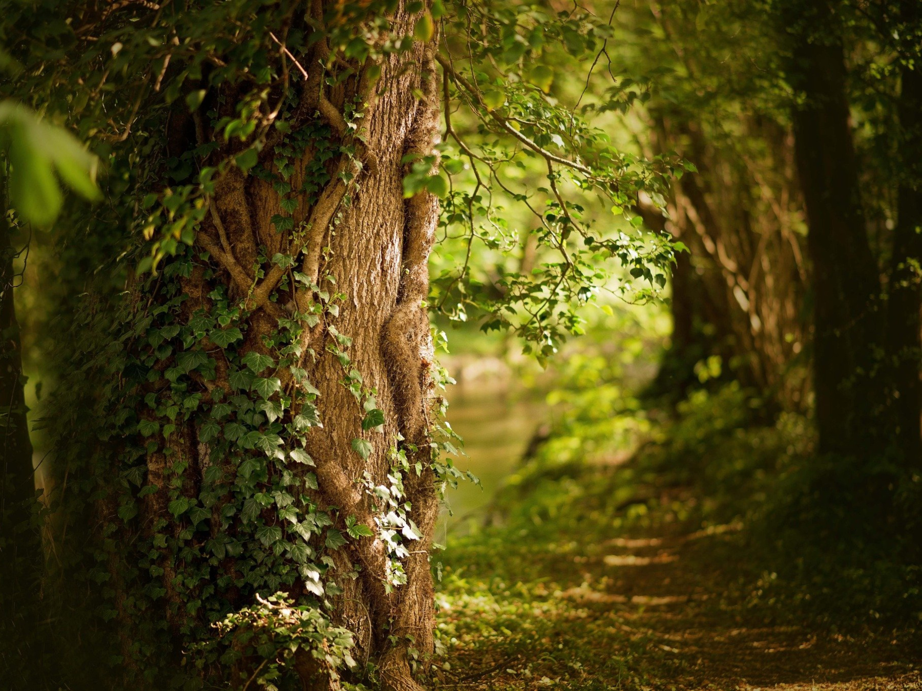 Visite naturaliste et conte - Lire une forêt