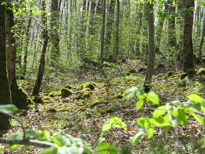 Le sentier du pic des Fleurides, aux origines du volcanisme en Auvergne