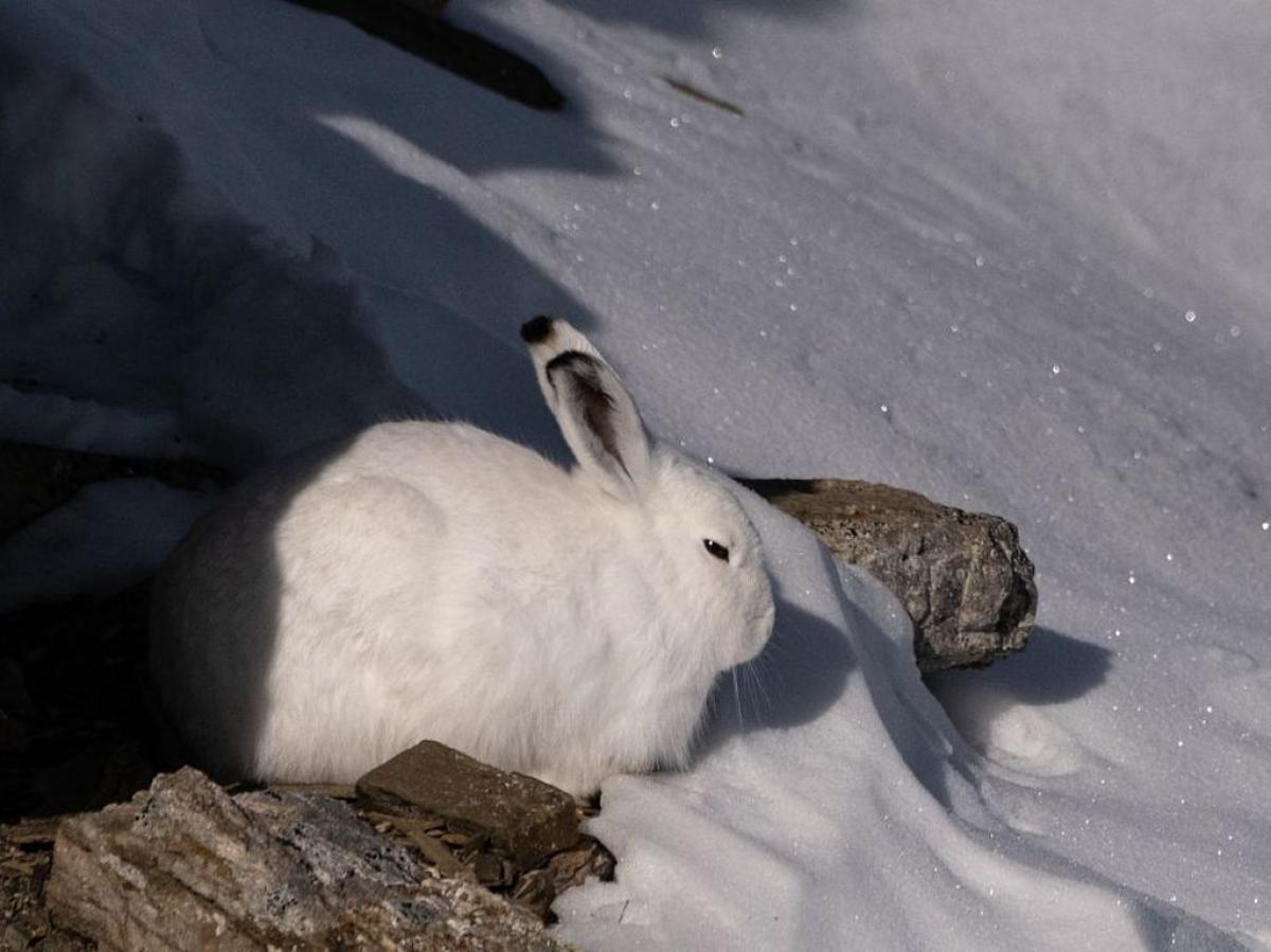 Conférence : l'adaptations à l'hiver