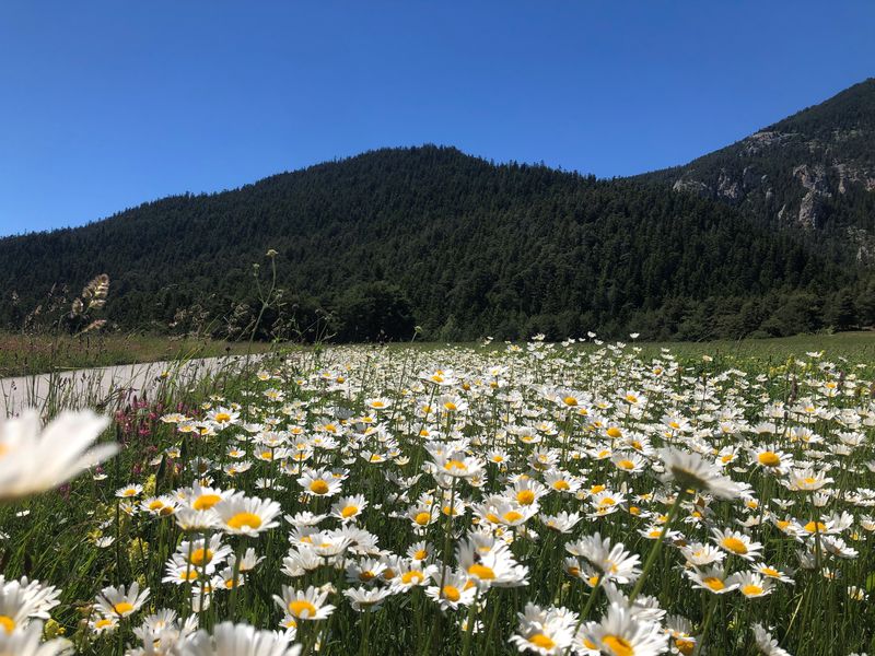 La Haute Maurienne Vanoise en fleurs