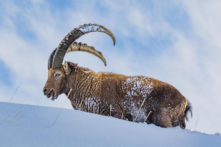 Les projections du Parc national des Ecrins_Le Monêtier-les-Bains - © @otscb