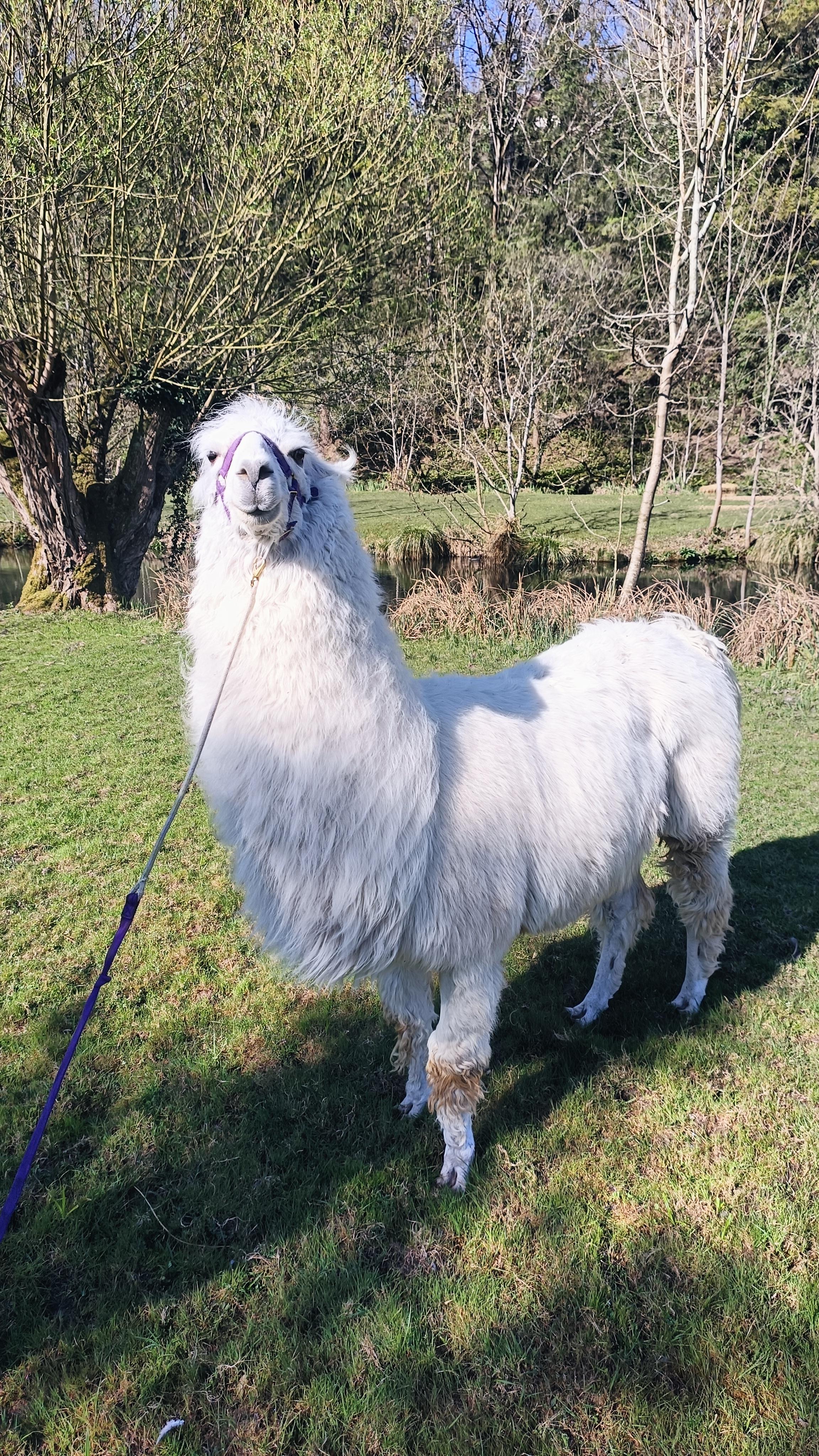 L'u00c9climont et ses Lamas_Abbu00e9ville-la-Riviu00e8re