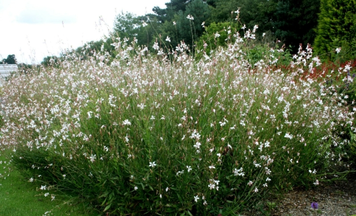 Chantier Participatif : arrachage de "Gaura"