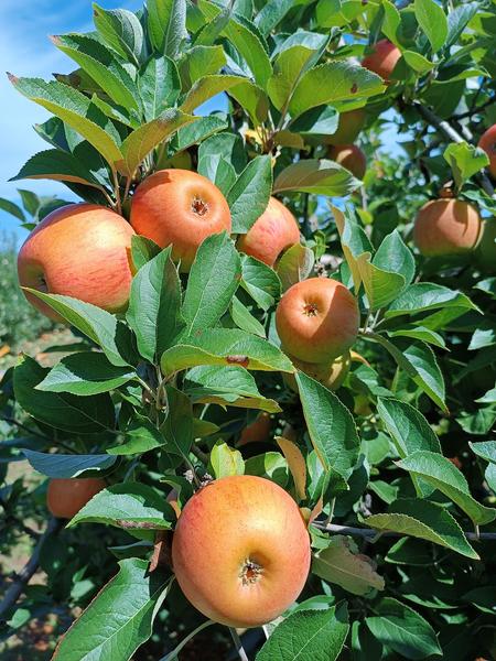 Boutique des Vergers du Bouchage, producteurs des Balcons du Dauphiné, Nord Isère