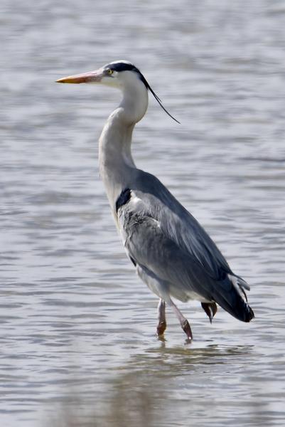 Conférence : A la découverte du héron cendré et du martin-pêcheur