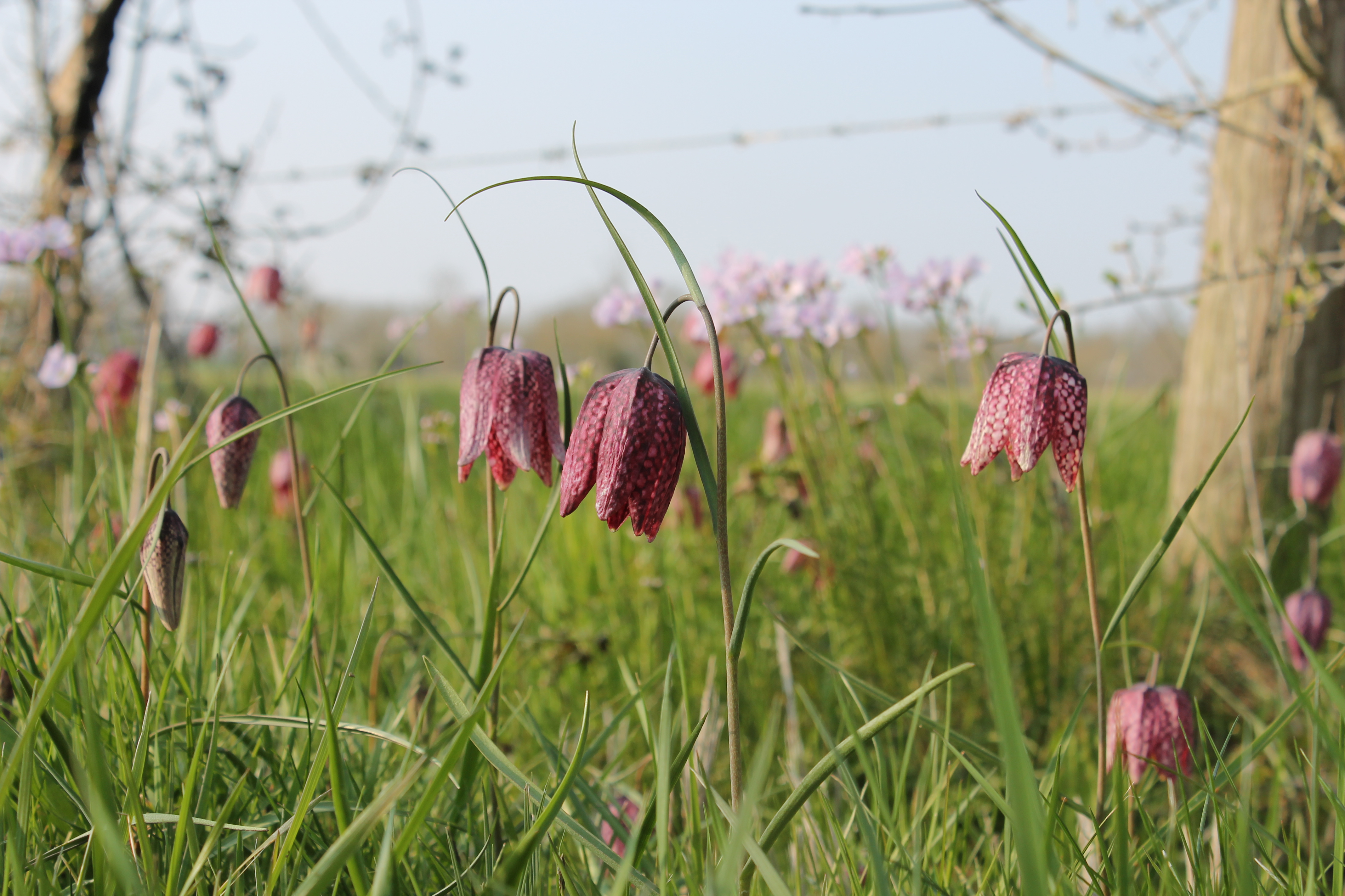 L'éveil du printemps