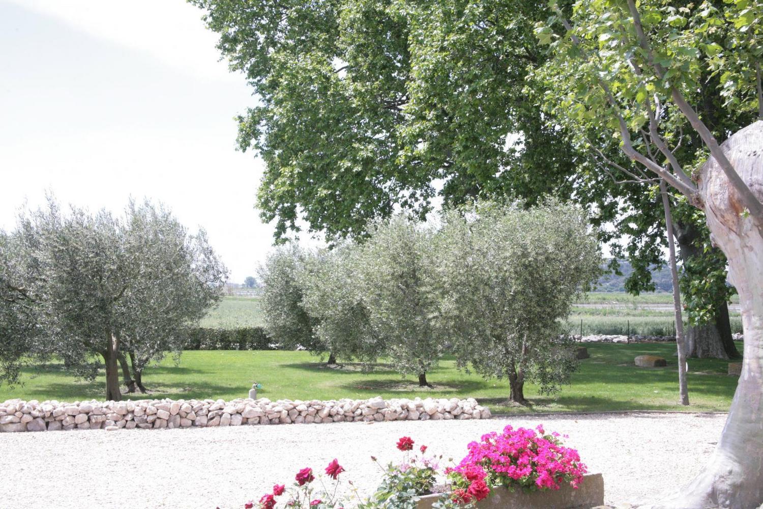 Lavande, Fontvieille - photo 12