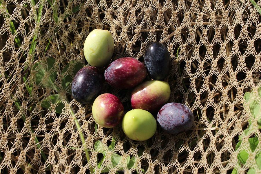Domaine de l'Olivette | Domaine de l'Olivette Domaine de l'Olivette