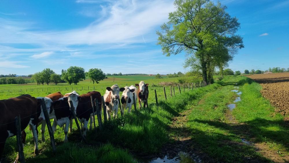 Circuit VTT-VTC n°27 (noir) - Les domaines de Bresse_Montrevel-en-Bresse