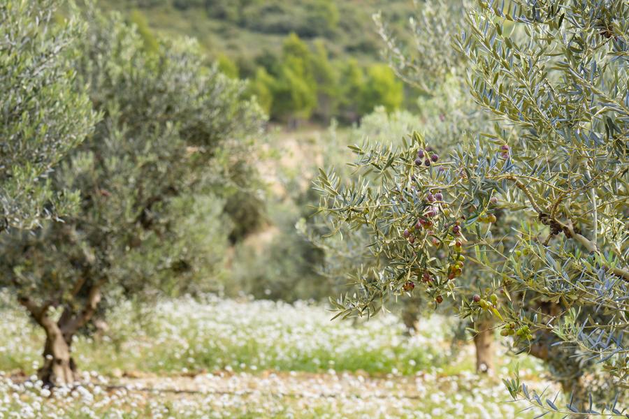 Route de l'olivier du Haut-Var