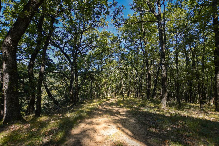 Forêt Roynac