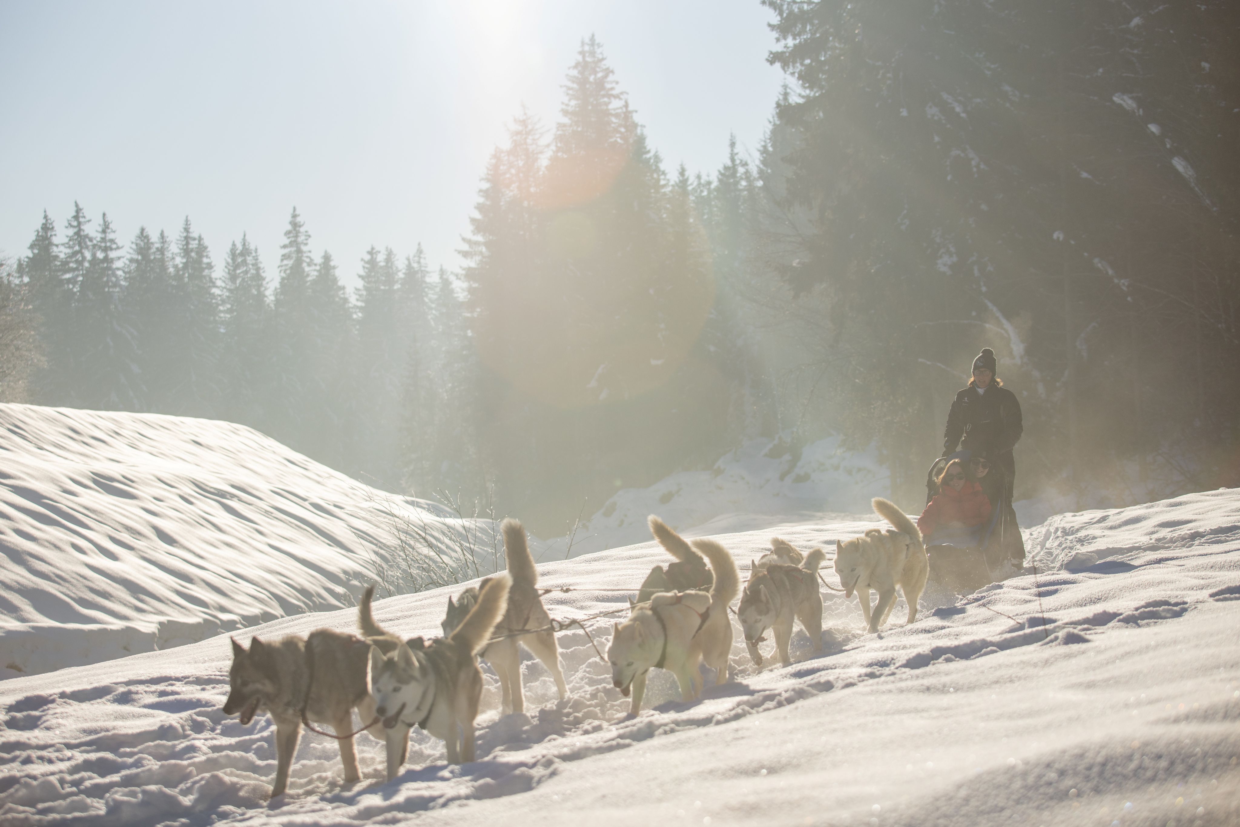 Dog sledding at Passy Plaine-Joux