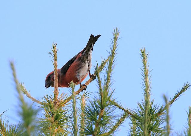 - © Pierre Bonneau Animation scientifique ornithologie : oiseaux rupestres._Champcella - © Pierre Bonneau