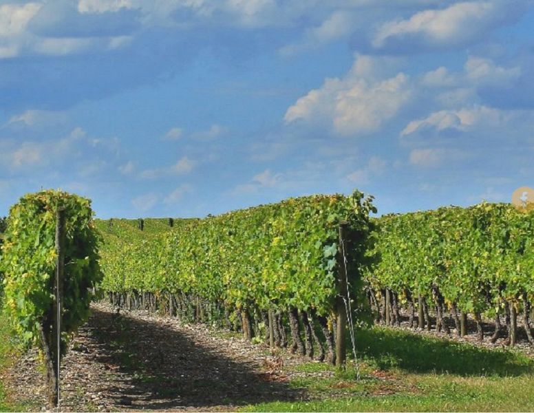 Chapron - Pineau Cognac