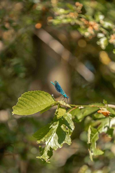 Gravière aux oiseaux - « Petites bêtes et compagnie »_Mably