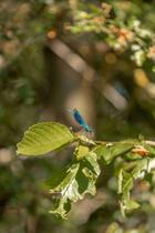 Gravière aux oiseaux - « Petites bêtes et compagnie »_Mably