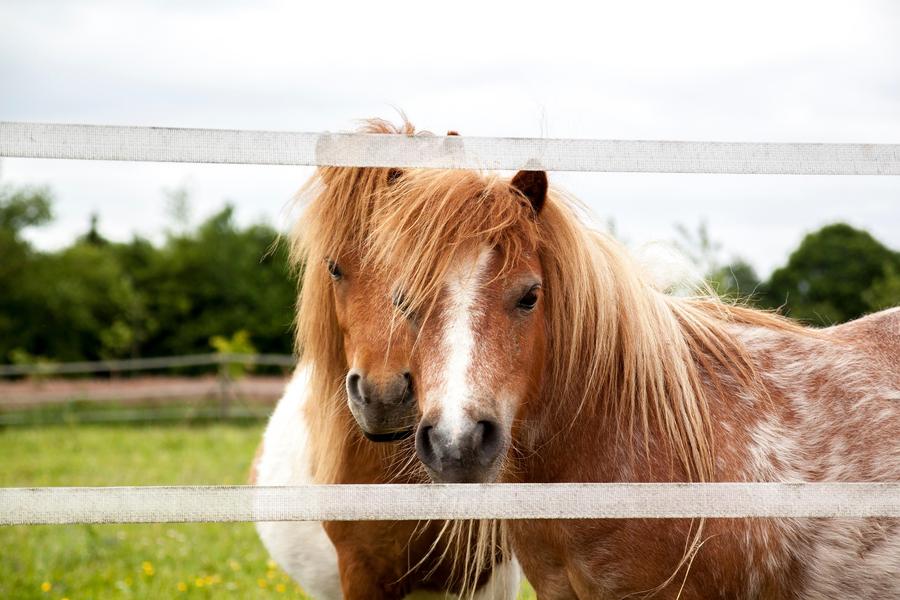 Balade à poneys_Usson-en-Forez