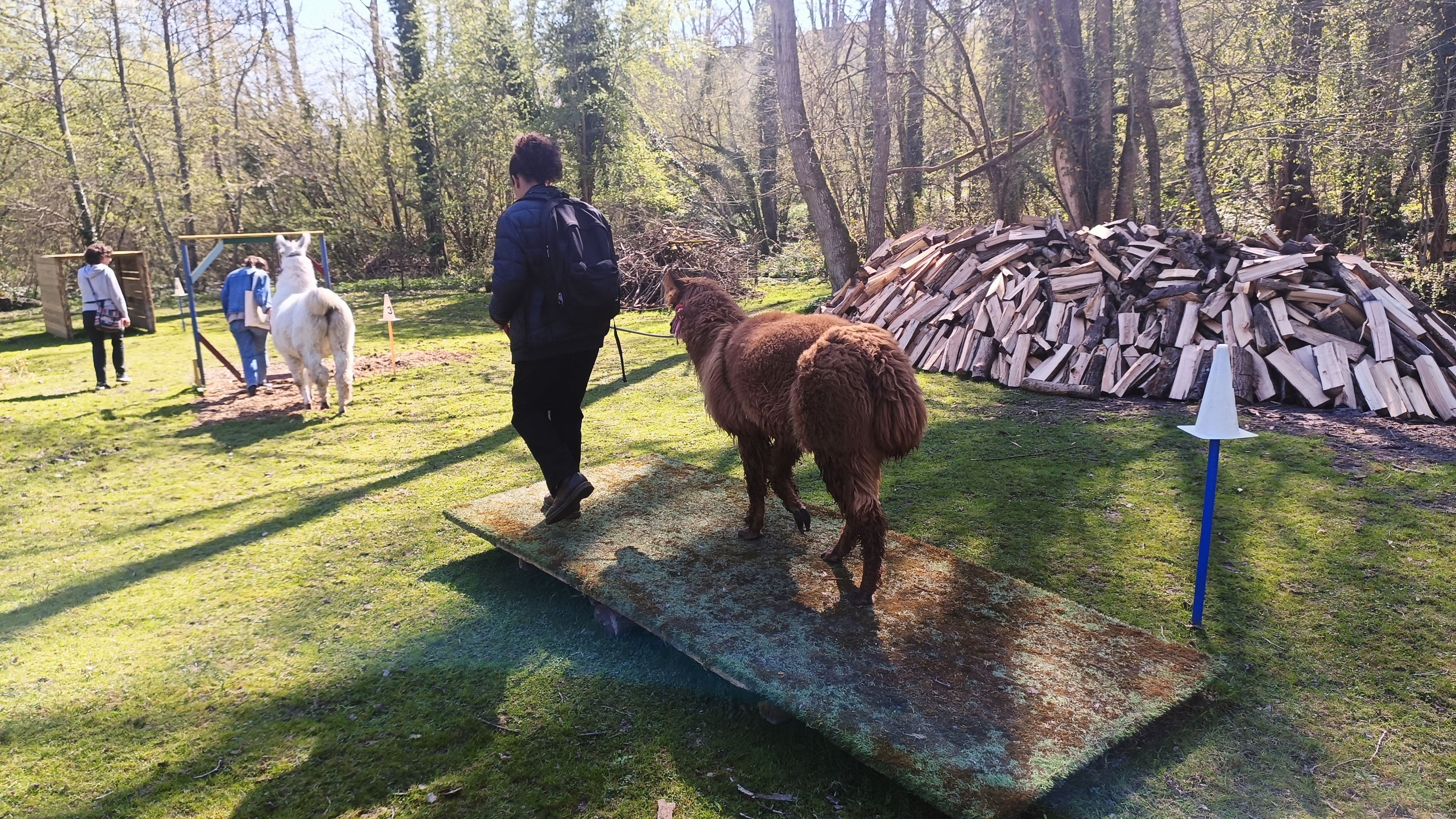 L'u00c9climont et ses Lamas_Abbu00e9ville-la-Riviu00e8re
