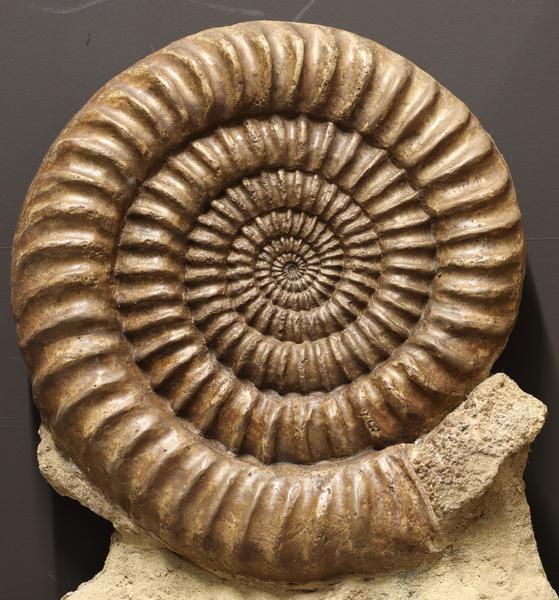 Fossilea_Ammonite