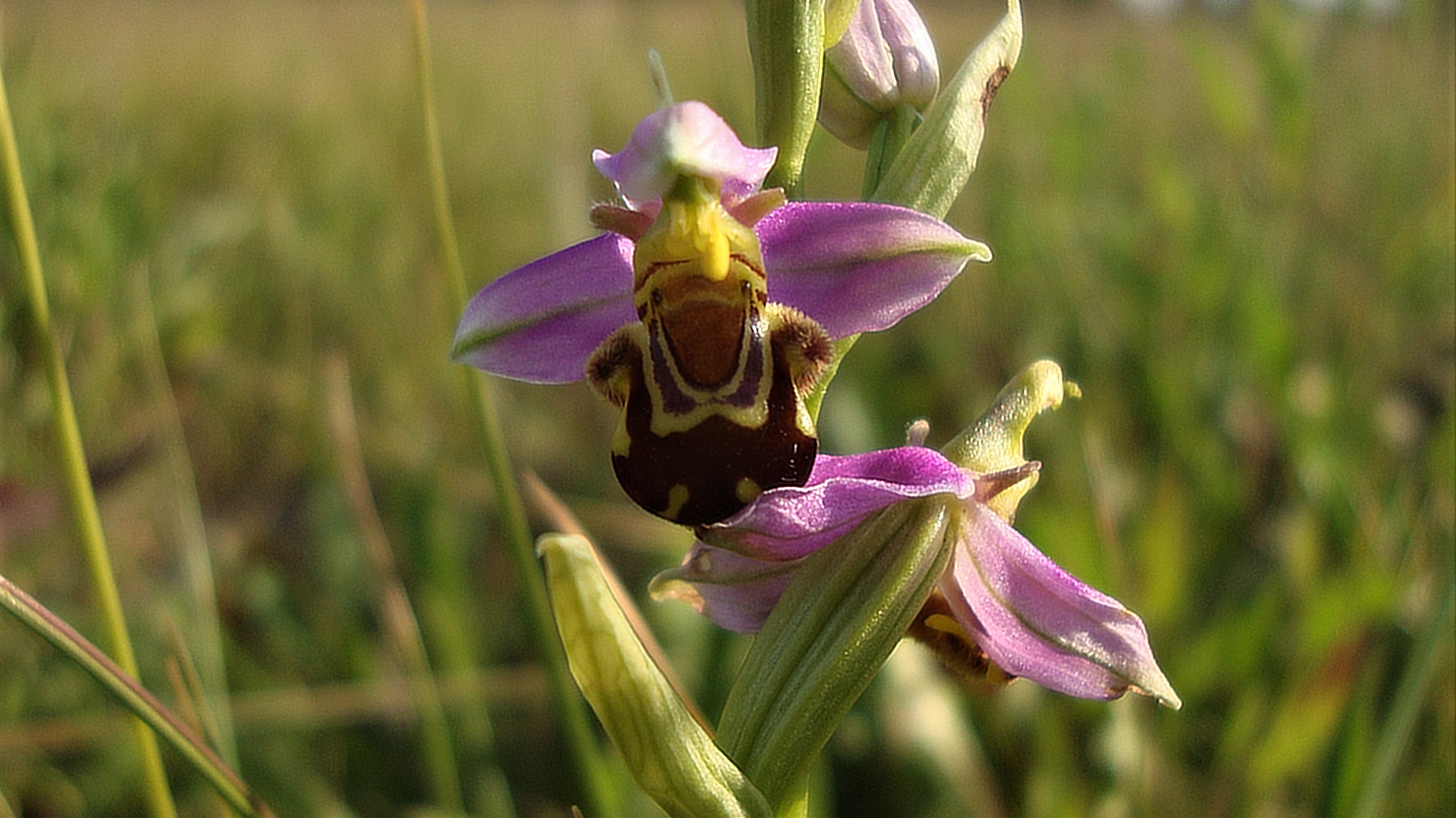 Orchidées sauvages