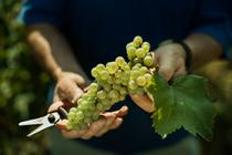 Domaine Nicolas Gonin - viticulteur - Saint-Chef - Balcons du Dauphiné