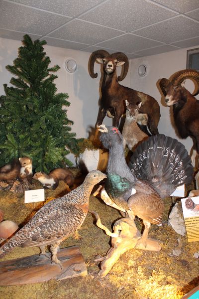 Musée de la faune