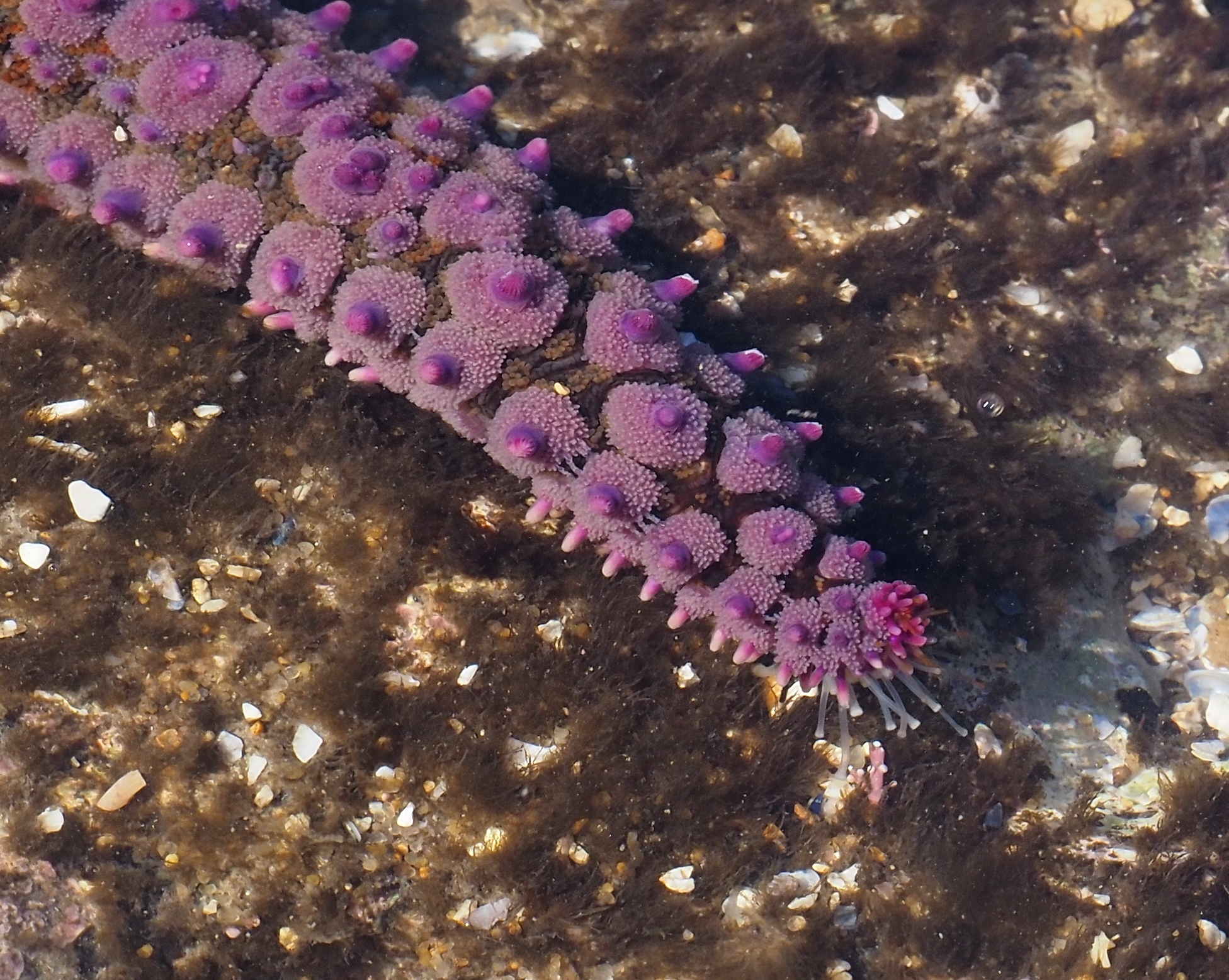 Découverte de la Biodiversité de l'estran rocheux à la pointe de Chassiron
