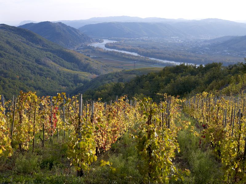 Vignoble du Crozes Hermitage