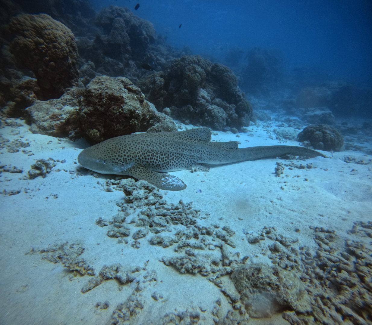 Snorkeling : palmes, masque et tuba (PMT) - Eden Blue Caledonia